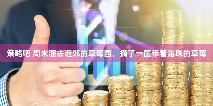 策略吧 周末溜去近郊的草莓园，摘了一筐带着露珠的草莓